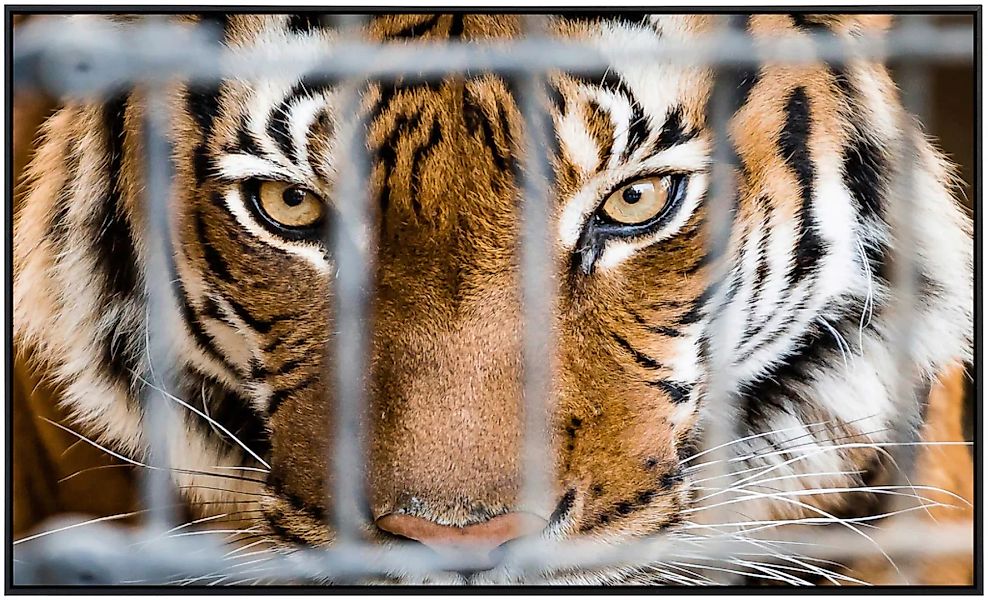 Papermoon Infrarotheizung »Tiger im Käfig«, sehr angenehme Strahlungswärme günstig online kaufen