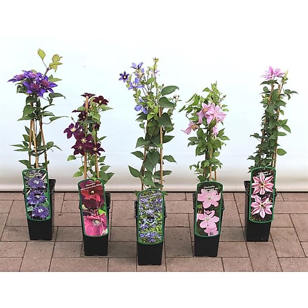 Clematis Hybride Westerplatte Waldrebe Rot 40–60 cm günstig online kaufen