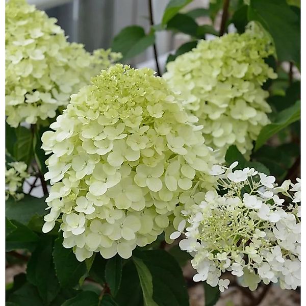 Hochstamm Rispenhortensie Little Spooky 40-60cm - Hydrangea paniculata günstig online kaufen