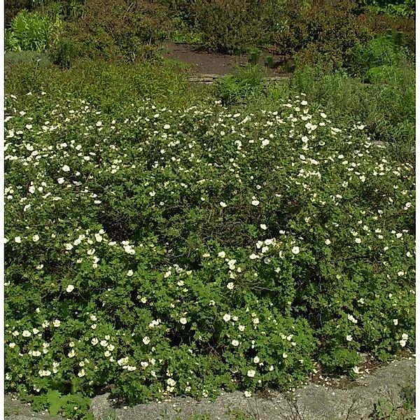 Weißer Fingerstrauch - Potentilla fruticosa günstig online kaufen