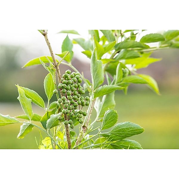 Sambucus Nigra Obelisk Schwarzer Holunder 40–60 cm Säulenförmig günstig online kaufen