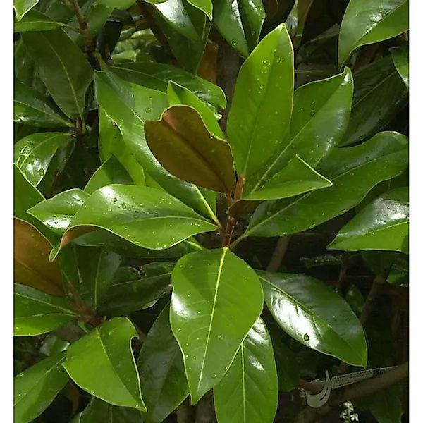 Immergrüne Magnolie Galissoniere 125-150cm - Magnolia grandiflora günstig online kaufen