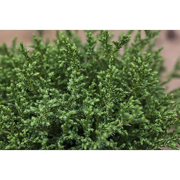 Chamaecyparis Pisifera Plumosa Compressa Zwerg-Scheinzypresse 15–20 cm günstig online kaufen