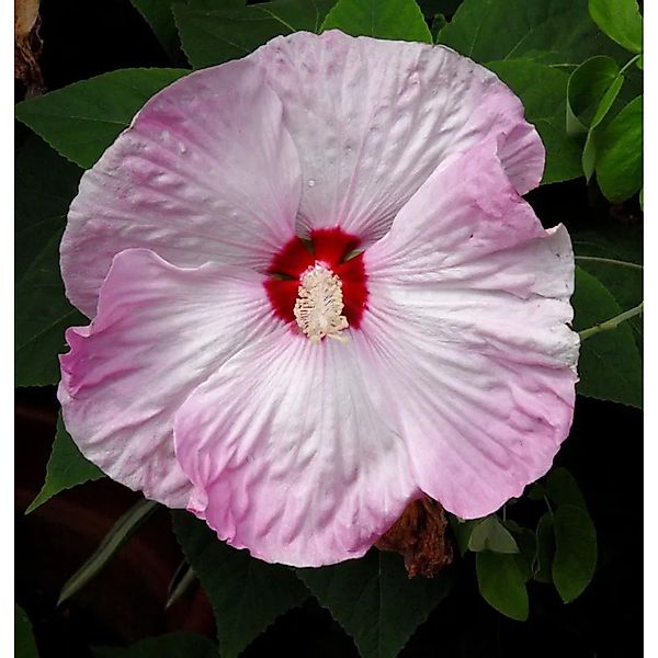 Staudeneibisch Summerific Cherry Cheescake 40-60cm - Hibiscus moscheutos günstig online kaufen