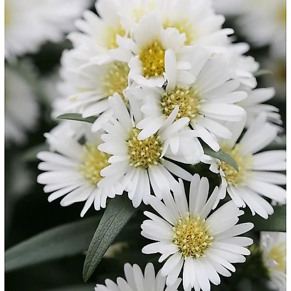 Rauhblattaster Porzellan - Aster novae angliae günstig online kaufen