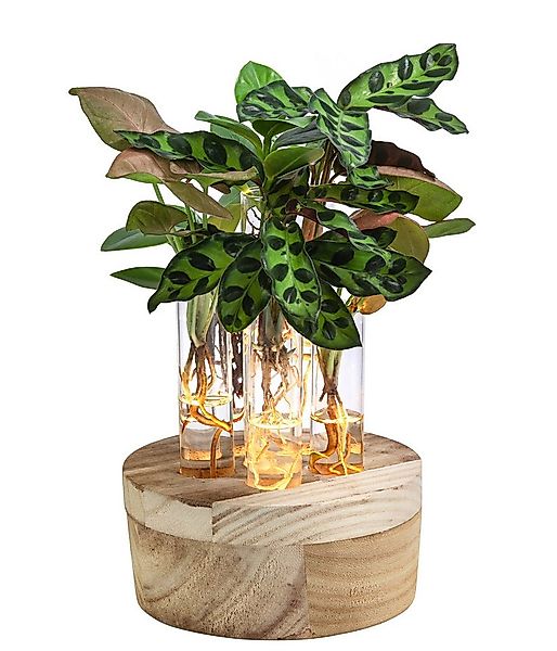 Dehner Zimmerpflanze Waterplant Set 6-tlg., Korbmarante, Balsamapfel, Purpu günstig online kaufen