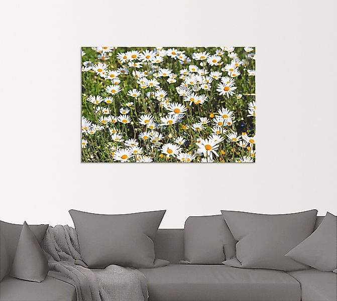 Artland Wandbild »Gänseblümchen«, Blumen, (1 St.), als Alubild, Outdoorbild günstig online kaufen