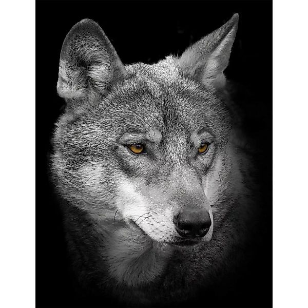 Bönninghoff Keilrahmenbild Wolf B/L: ca. 46x61 cm günstig online kaufen