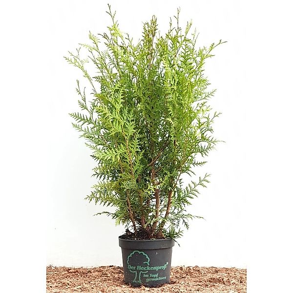 Thuja occidentalis 'Brabant' 60-100 cm günstig online kaufen