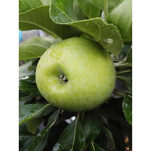 Zwergapfel Cactus® 70-90 cm Malus domestica günstig online kaufen