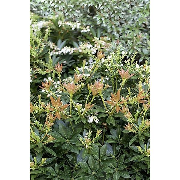 Pieris Japonica Prelude Japanische Lavendelheide Ca. 10 cm Topf günstig online kaufen