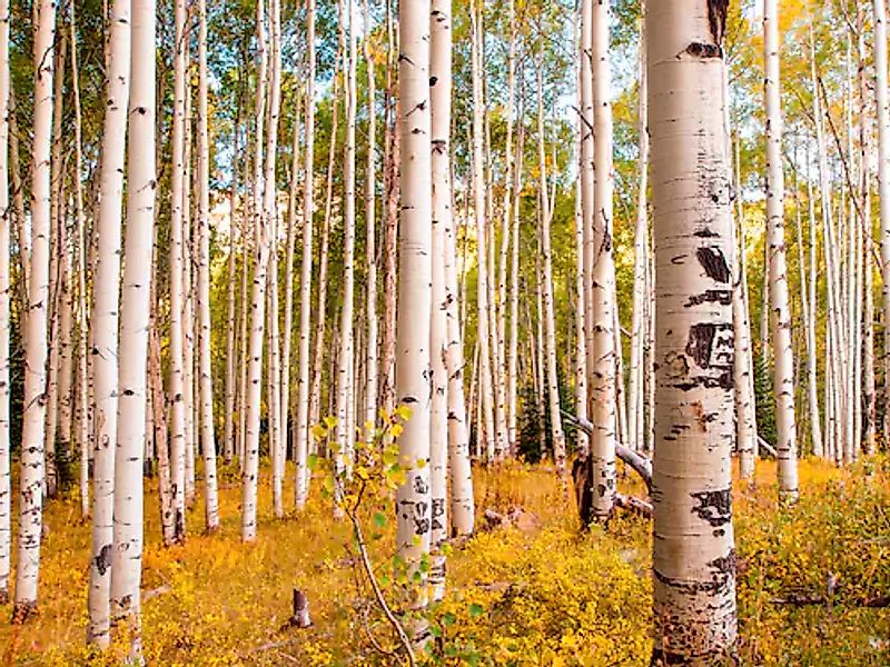 Papermoon Fototapete »Birches in Colorado Rocky Mountains« günstig online kaufen