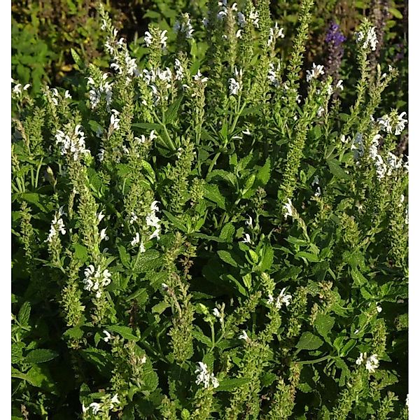 Salbei Sensation White - Salvia nemorosa günstig online kaufen