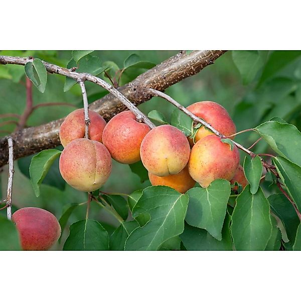 Prunus Armeniaca Ungarische Beste Aprikose CAC 150-200cm günstig online kaufen