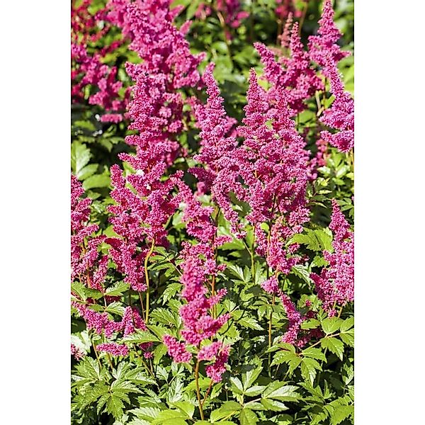 Astilbe Japonica Mainz Prachtspiere Ca. 9x9 cm Topf günstig online kaufen