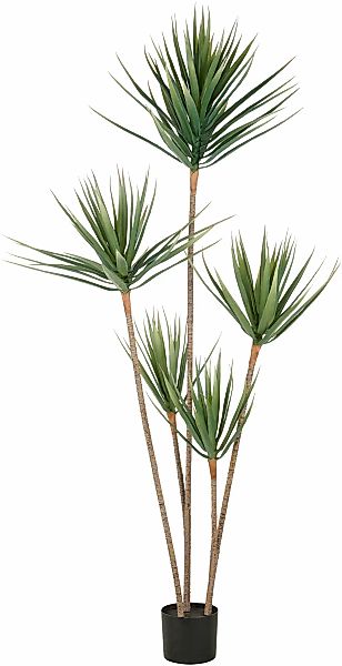 Creativ green Kunstpflanze "Dracaena draco", mit 5 Stämmen günstig online kaufen
