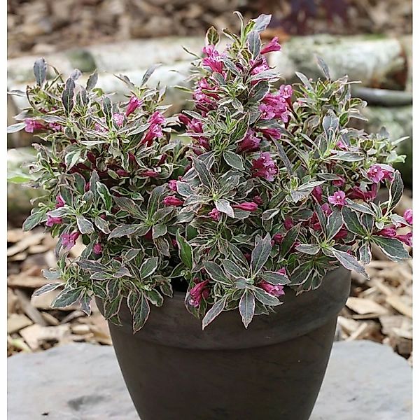 Zwerg Weigelie Monet 30-40cm - Weigela florida günstig online kaufen