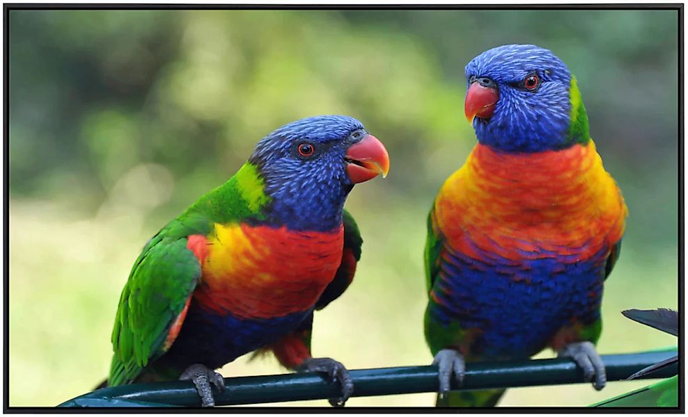 Papermoon Infrarotheizung »Regenbogen Lorikeets Vögel«, sehr angenehme Stra günstig online kaufen