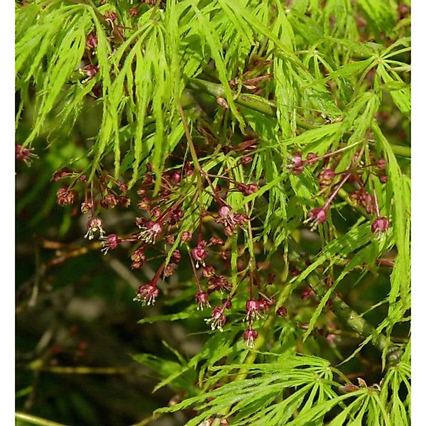 Grüner Schlitz Ahorn 50-60cm - Acer palmatum günstig online kaufen