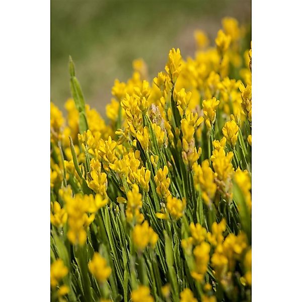 Genista Sagittalis Flügelginster 20-30 cm günstig online kaufen
