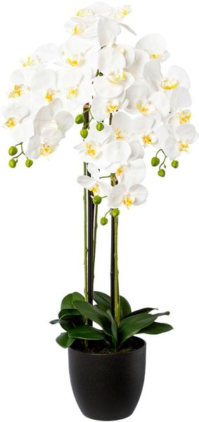 Kunstorchidee Phalaenopsis im Resintopf Orchidee Phalaenopsis, günstig online kaufen