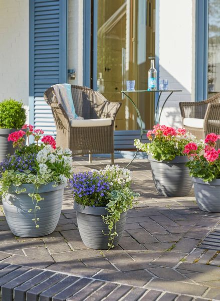 Scheurich Blumentopf 48/270 COUNTRY STAR 48 günstig online kaufen