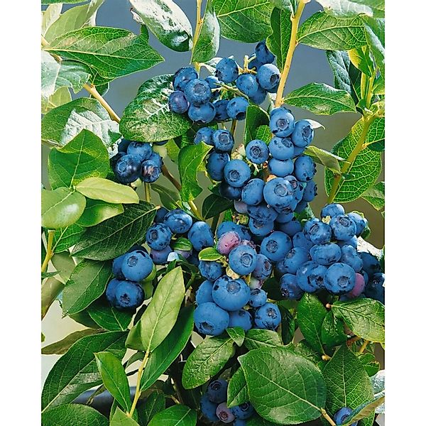 Vaccinium Corymbosum Patriot Heidelbeere 30–40 Cm günstig online kaufen