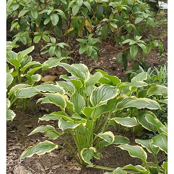 Grünblattfunkie So Sweet - Hosta plantaginea günstig online kaufen