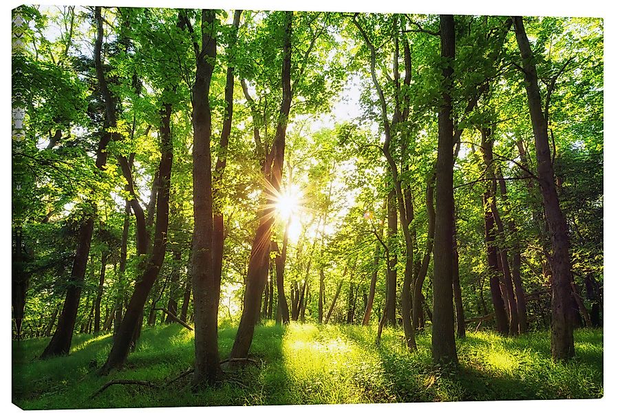 Posterlounge Wandbild Frühling in den Wäldern, günstig online kaufen