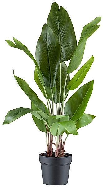 Kunstpflanze Strelitzia nicolai, Creativ green, Höhe 70 cm, in schöner Größ günstig online kaufen