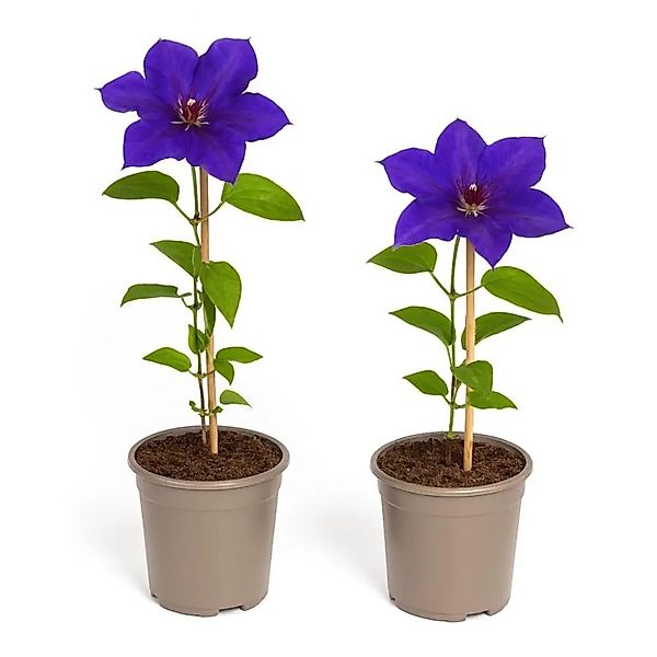 Exotenherz Kletterpflanzen Clematis The President 2er Set 11cm Topf günstig online kaufen