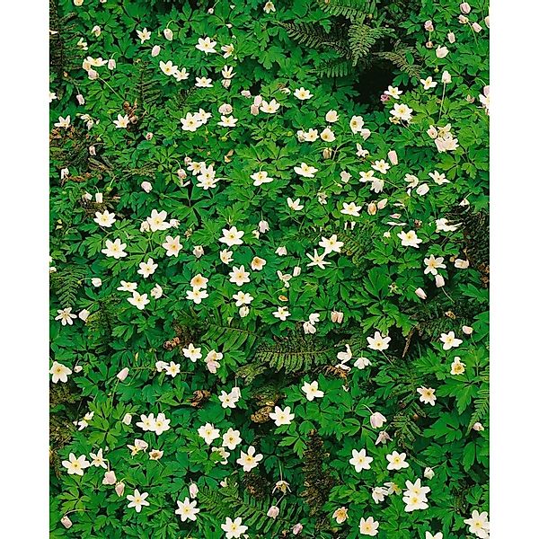 Anemone Nemorosa Alba Plena Buschwindröschen Ca. 9x9 cm Topf günstig online kaufen