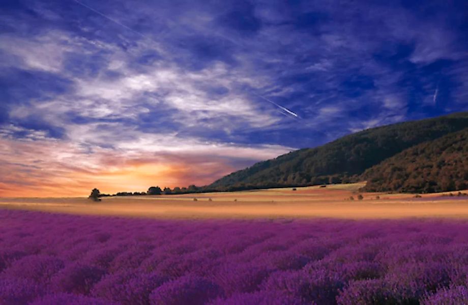 Papermoon Fototapete »PANORAMA-LANDSCHAFT VIOLETT GEBIRGE WIESE FELD LAVEND günstig online kaufen