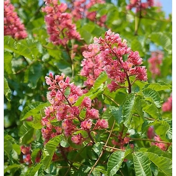 Hochstamm Fleischrote Rosskastanie 80-100cm - Aesculus carnea günstig online kaufen