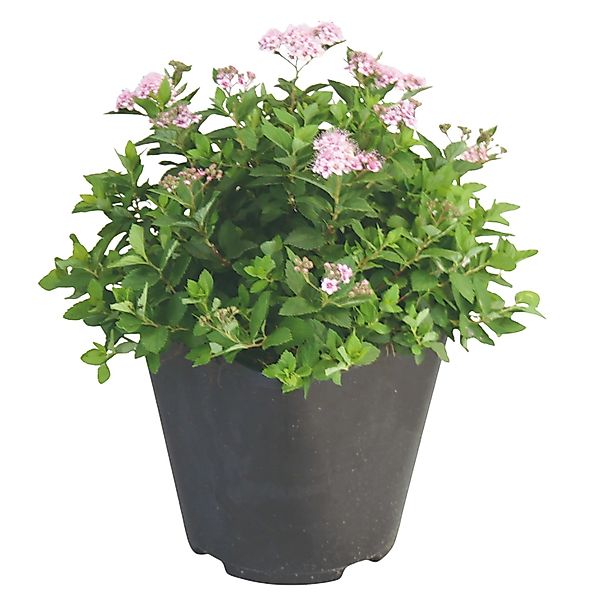 GROW by OBI Spiere Little Princess Rosa Höhe ca. 20 - 30 cm Spiraea japonic günstig online kaufen