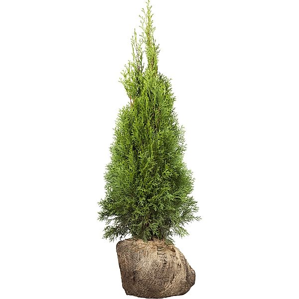 Lebensbaum Smaragd Set à 45 Stück Höhe ca. 80 - 100 cm Ballenware Thuja günstig online kaufen