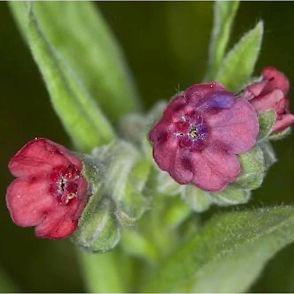 Gewöhnliche Hundszunge - Cynoglossum officinale günstig online kaufen