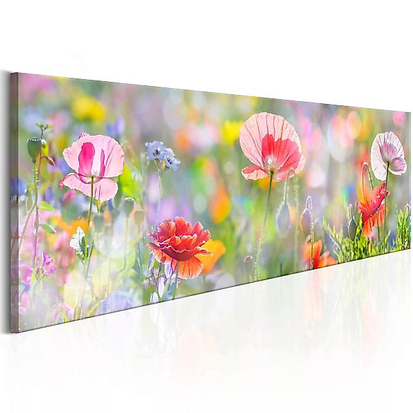 Wandbild - Rainbow of Morning Poppies günstig online kaufen