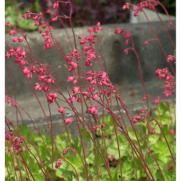 Silberglöckchen Amberosus - Heuchera cultorum günstig online kaufen