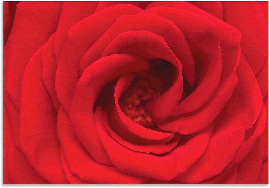 Artland Wandbild "Rote Rose", Blumen, (1 St.), als Alubild, Outdoorbild, Le günstig online kaufen