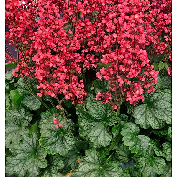 Purpurglöckchen Pluie de Feu - Heuchera brizoides günstig online kaufen