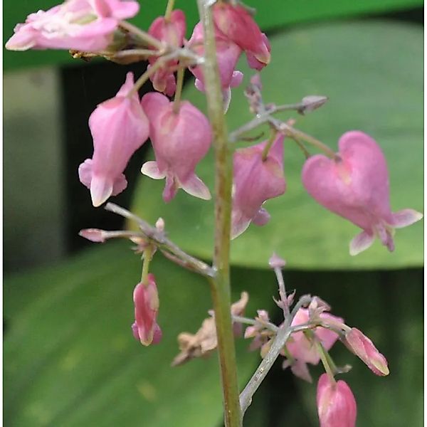 Zwergherzblume Amore Rose - großer Topf - Dicentra formosa günstig online kaufen