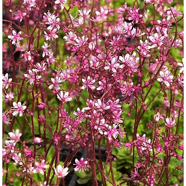 Porzellanblümchen Clarence Elliot - Saxifraga urbium günstig online kaufen