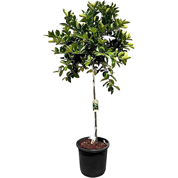 Sunny-Tree Limettenbaum Große 160 Zentimeter Citrus Aurantifolia Obstbaum F günstig online kaufen