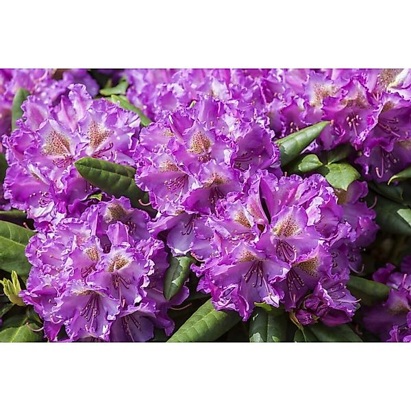 Rhododendron Yakushimanum Bohlkens Lupinenberg Rosa 40–50 cm günstig online kaufen