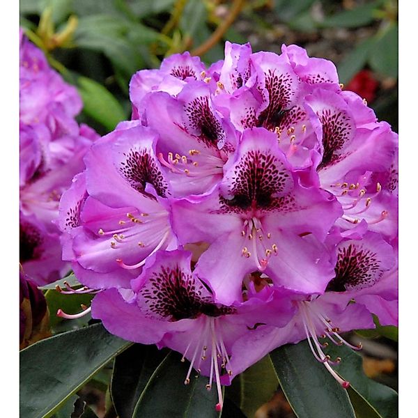 INKARHO - Großblumige Rhododendron Durantik 40-50cm - Alpenrose günstig online kaufen