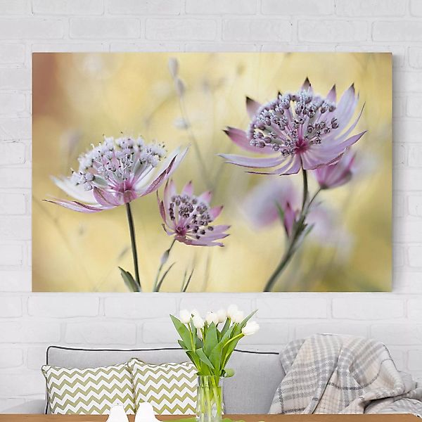 Leinwandbild Blumen - Querformat Astrantia Major günstig online kaufen