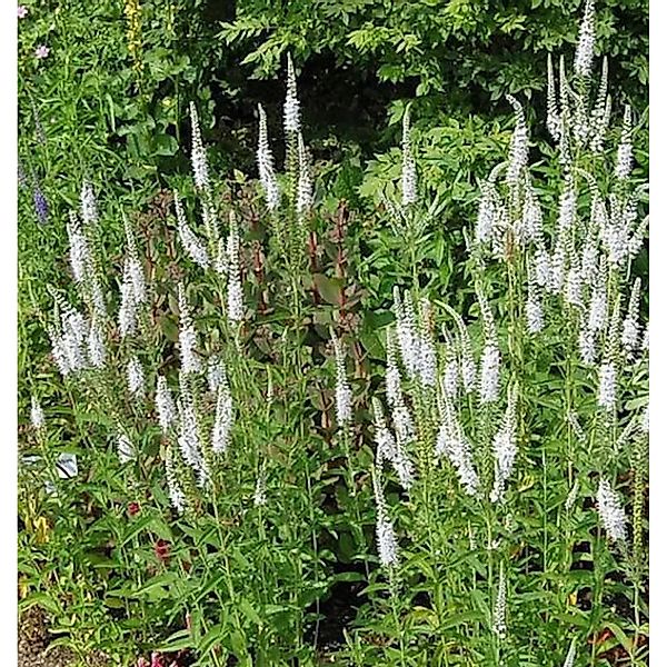 Hoher Wiesenehrenpreis Schneeriesin - Veronica,ongifolia günstig online kaufen