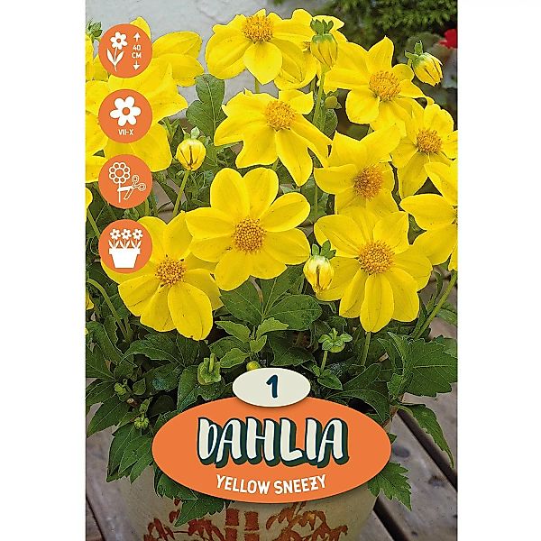 Dahlia ''Yellow Sneezy'' 1 Stück günstig online kaufen