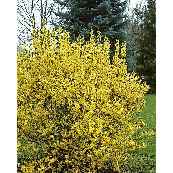 Forsythia Intermedia Goldrausch Forsythie Gelb 80–100 cm günstig online kaufen